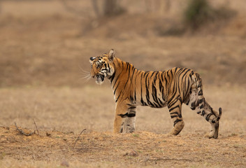 Fototapeta na wymiar Tiger cub at Tadoba Andhari Tiger Reserve, India