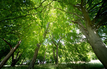 Woodland in summer day