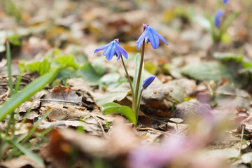 a snowdrop, primrose or prolisque bloomed in the spring in the forest in a sunny meadow