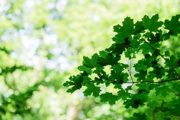 Naklejka premium Lush green leaves in deep forest in springtime