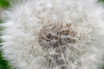 Blooming dandelion seed head close up. Spring flower of dandelion macro photo