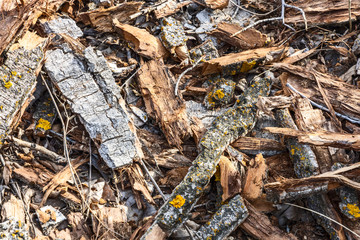Wooden dry bark and slivers firewood. Dried bark of wood texture, background nature raw. Lots of bark. Closeup of bark structure.