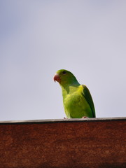 small parrot perched on a roof, under a pale sky.