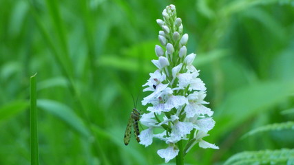 LD Belle Isle en Terre P1040794