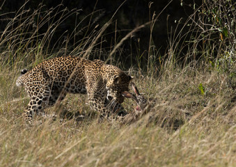 Leopard Koboso cub hunting a hare, Masai Mara