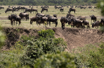 Naklejka na ściany i meble A herd of Wildebeests at the bank of the Mara river, Kenya