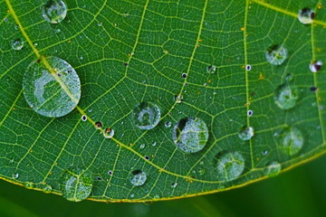 Closeup of raindrop on fresh green leaves after rain.