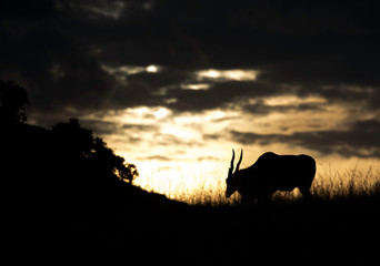 Silhouette of Eland grazing during sunset at Masai Mara, Kenya