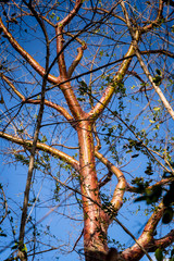 Almacigo tree, Bursera simaruba, with shiny red bark, known locally for its curative properties particularly as an infusion for stomach troubles, Vinales Valley, Cuba