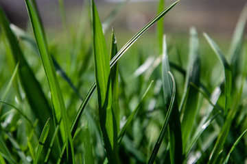 green grass background