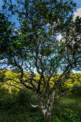 Grapefruit tree, Vinales Valley, Cuba