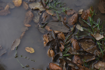 Puddle with reflection and leaves of cork oak and fine herbs.