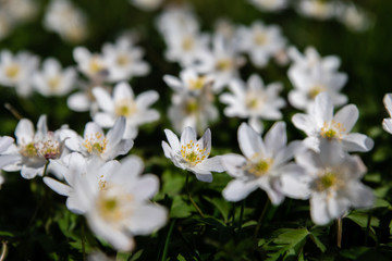 Obraz na płótnie Canvas white spring flowers