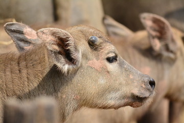 Fototapeta premium portrait of a goat