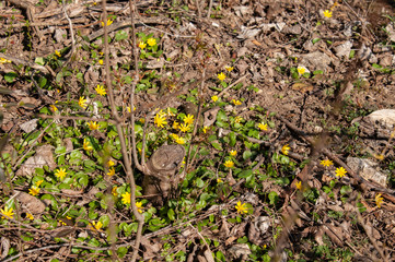 yellow flowering lesser celandines in bright sunlight