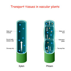 Xylem and phloem. biological structure scheme of inner vascular in Plant. - obrazy, fototapety, plakaty