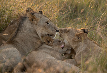 A pride of Lions during morning hours in Savanah, Masai Mara, Kenya