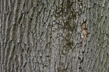 The bark of the trunk of an ash tree with remnants of moss in uniform illumination. Textured background.