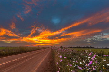 Orange colored clouds at sunset and cosmos flowers