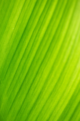 soft focus leaf line beauty background vertical view