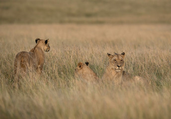 Lions during morning hours in Savanah, Masai Mara, Kenya