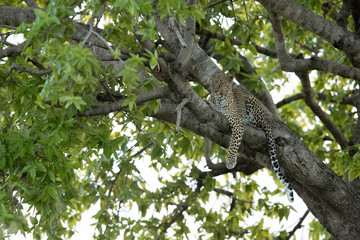 Leopard Bahati sitting on a tree at Masai Mara, Kenya
