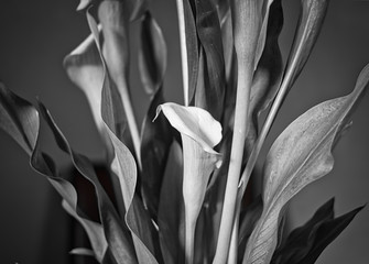 Calla flower in black and white in a closeup
