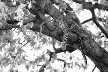 Leopard Bahati sitting on a tree after chased by lions at Masai Mara, Kenya