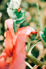 Hibiskus © MariaIsabelle