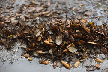 Cork oak leaves wet in puddle with soil.