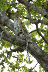 Fototapeta na wymiar Leopard Bahati sitting on a tree at Masai Mara, Kenya