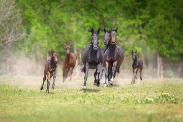 Horse herd with foals run free on pasture