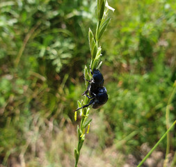 Two black beetles enjoy each other on a grass stalk