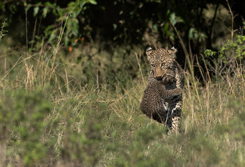 Leopard Bahati carrying her cub at Masai Mara, Kenya