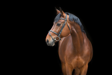 Fototapeta na wymiar portrait of a horse