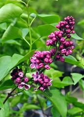 Spring blooming of beautiful purple lilac