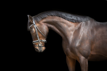 Naklejka na ściany i meble Horse portrait in bridle on black background