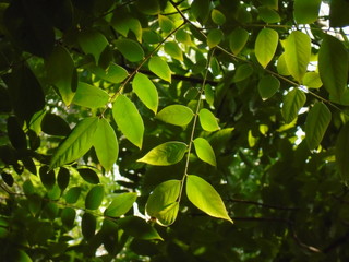 Green Carambola leaves background
