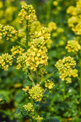 Yellow Mustard Flowers field - Sinapis Alba ( Mustard Flower ) plant with flowers and buds