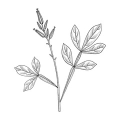 vector drawing amargo, bitter-wood