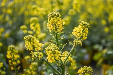 Yellow Mustard Flowers field - Sinapis Alba ( Mustard Flower ) plant with flowers and buds