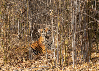 Tiger inside the bamboo forest at Tadoba Andhari Tiger Reserve, India