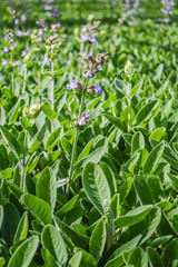 Salvia officinalis maxima - Field of plants with flowers