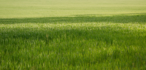Obraz na płótnie Canvas The field of young wheat. Background green grass.