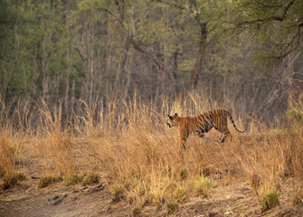Obraz na płótnie Canvas Tiger cub in the grasses of Tadoba Andhari Tiger Reserve, India