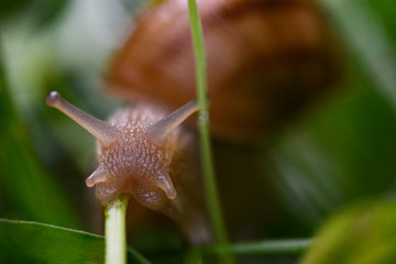 Close up of the snail crawling along a wet grass