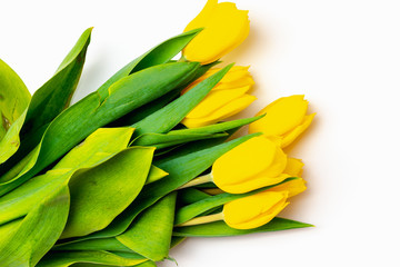 From above top view shoot of fresh yellow tulips lying in bunch on bright white background