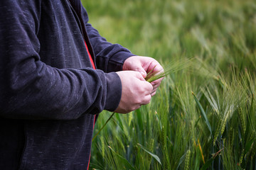 Man in black jacket holds an cereal plant in Front of an rye field