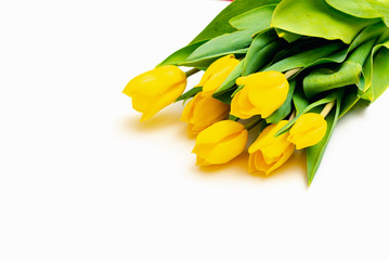 From above top view shoot of fresh yellow tulips lying in bunch on bright white background