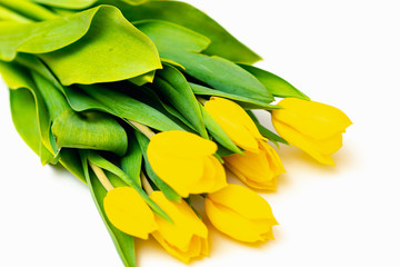From above top view shoot of fresh yellow tulips lying in bunch on bright white background